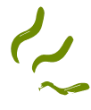 squiggle